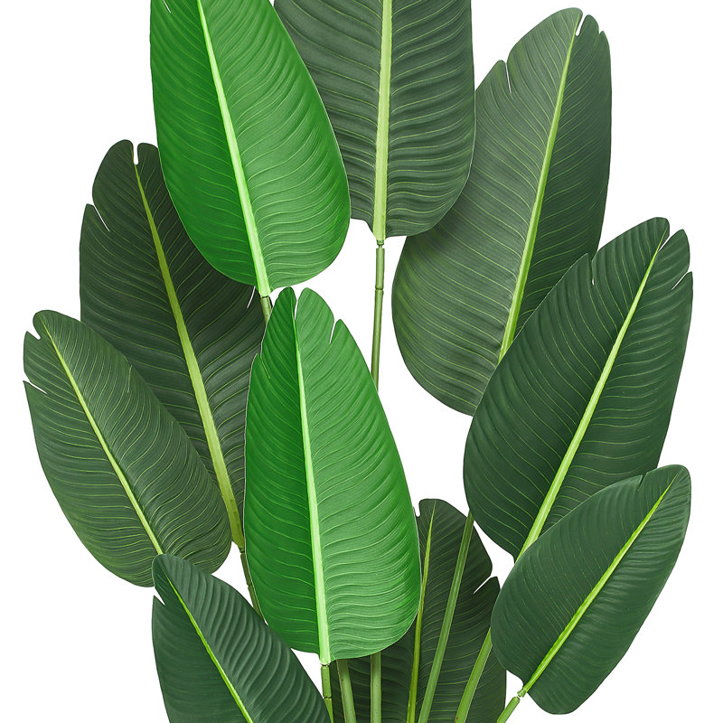 Plante de 19,7 po