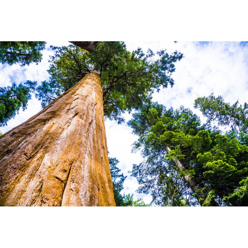 Gaint Sequoias - Wrapped Canvas Print, 30cm H x 46cm W x 3.8cm D
