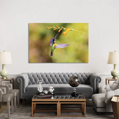 Central America, Costa Rica. Male Talamanca Hummingbird Feeding. by Jaynes Gallery - Wrapped Canvas Gallery-Wrapped Canvas Giclée