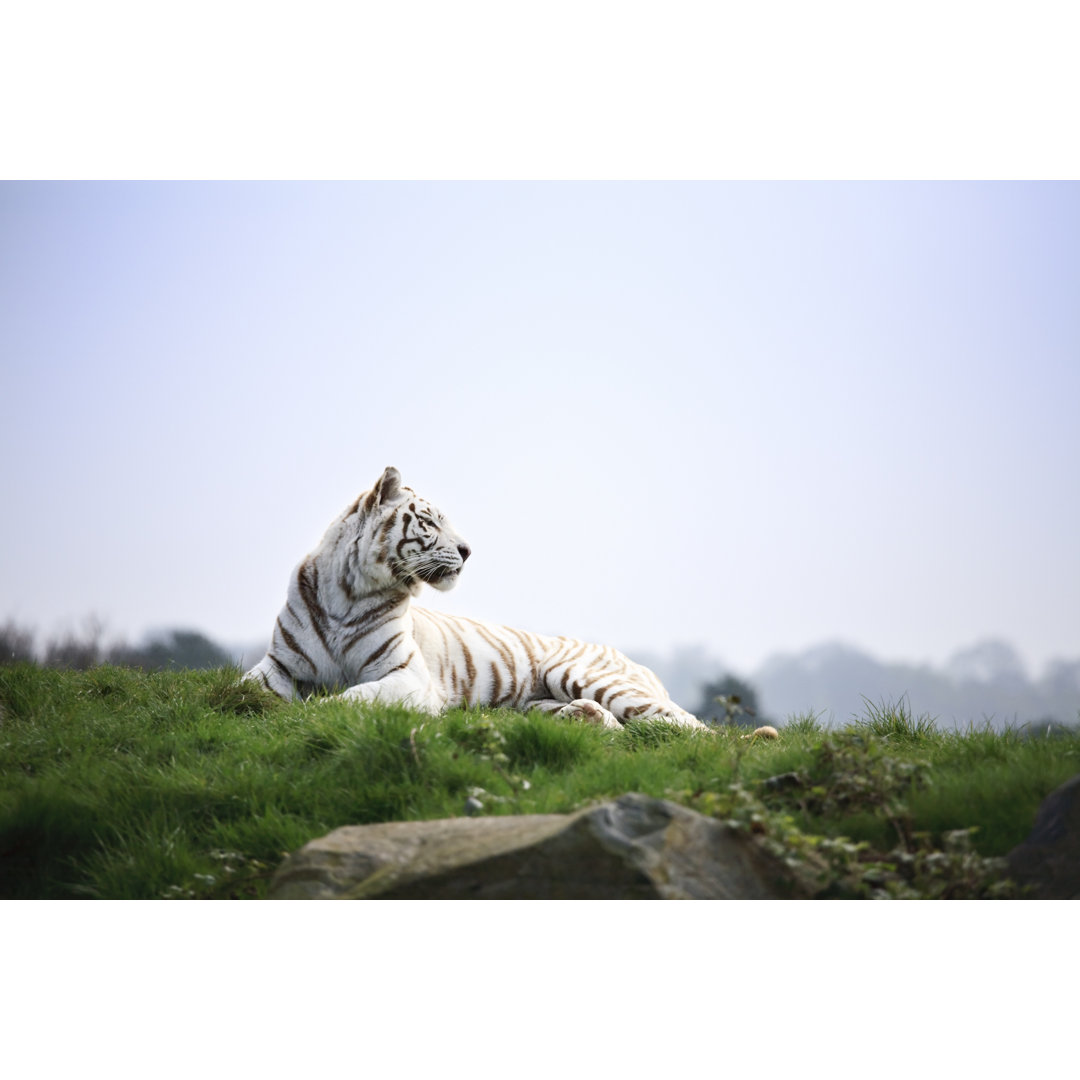 White Tiger Basking In The Sun von DrRave - Drucken