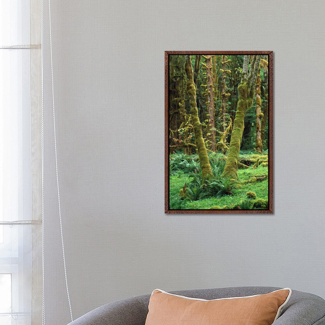 Maple Glade, Quinault Rain Forest, Olympic National Park, Washington von Tim Fitzharris - Gallery-Wrapped Canvas Giclée ...