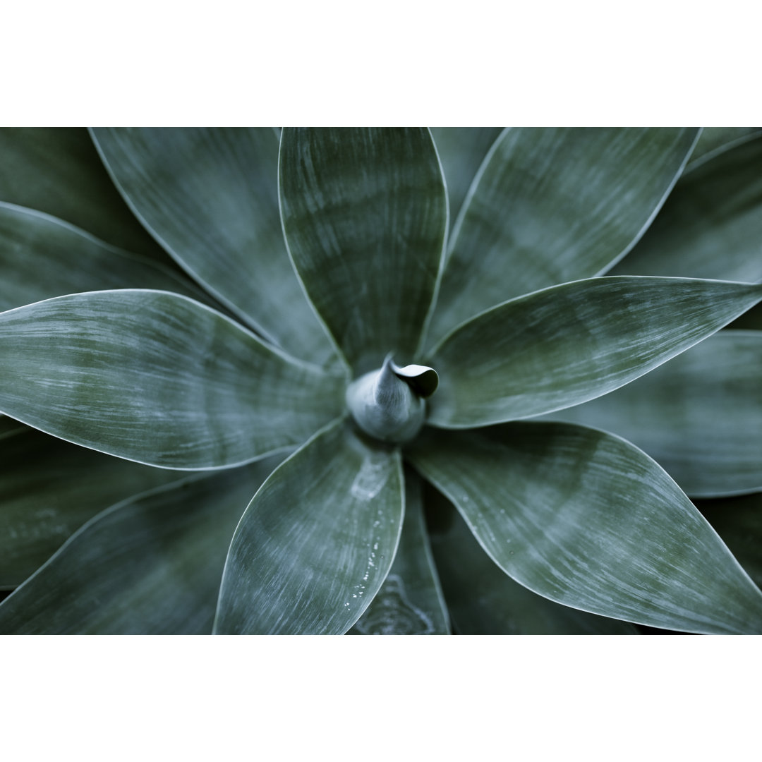 Agave Plant Leaves von Goldhafen - Leinwanddrucke