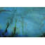 Parvez Taj - Wrapped Canvas Print-16672181
