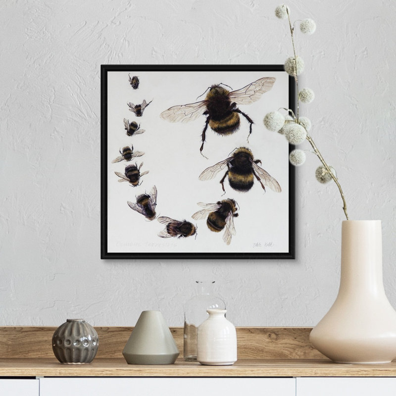 Bombus, 2015 - reproduction d'art, Cadre flottant noir, H 14 po x l 14 po x P 1,75 po