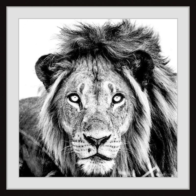 Mighty Lion - Single Picture Frame Print, 30cm H x 30cm W x 3.81cm D