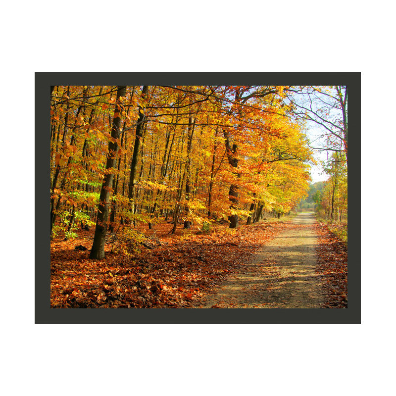 Beech Forest 2.31m x 300cm Wallpaper, 350 cm x 270 cm
