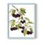 Watercolor Cherries, reproduction encadrée - bois massif-93066164-93066166