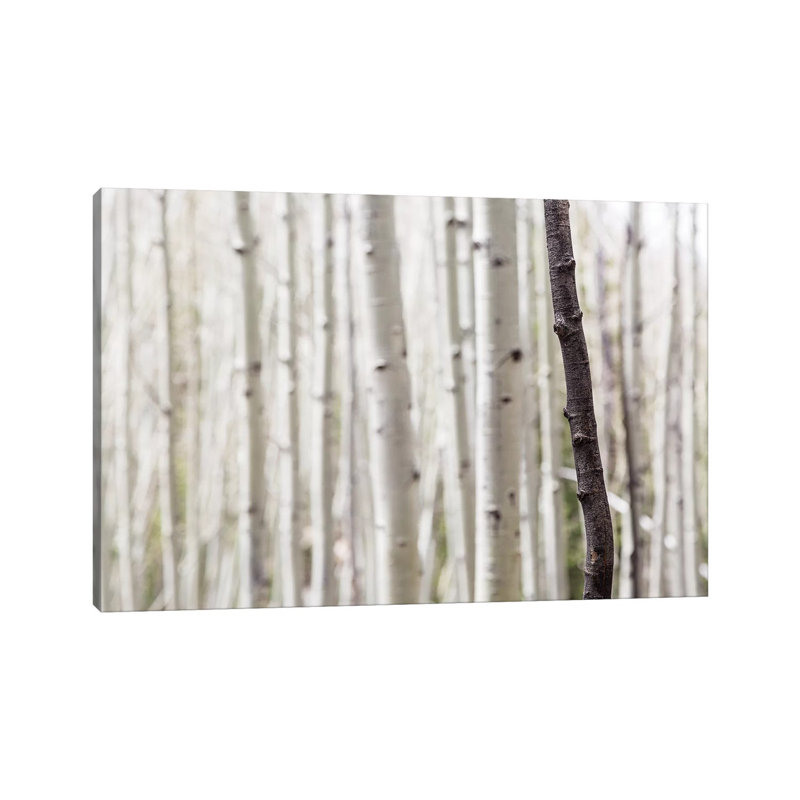 Single Birch Tree Trunk, 66.04cm H x 101.6cm W