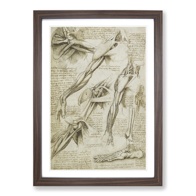 Human Anatomy Vol.1 by Leonardo Da Vinci - Picture Frame Drawing, 36cm H x 27cm W x 2cm D, Walnut Framed
