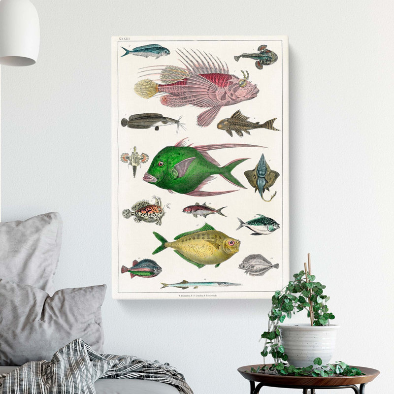 Various Fishes XXXIII by Oliver Goldsmith - Wrapped Canvas, 60cm H x 40cm W x 3cm D