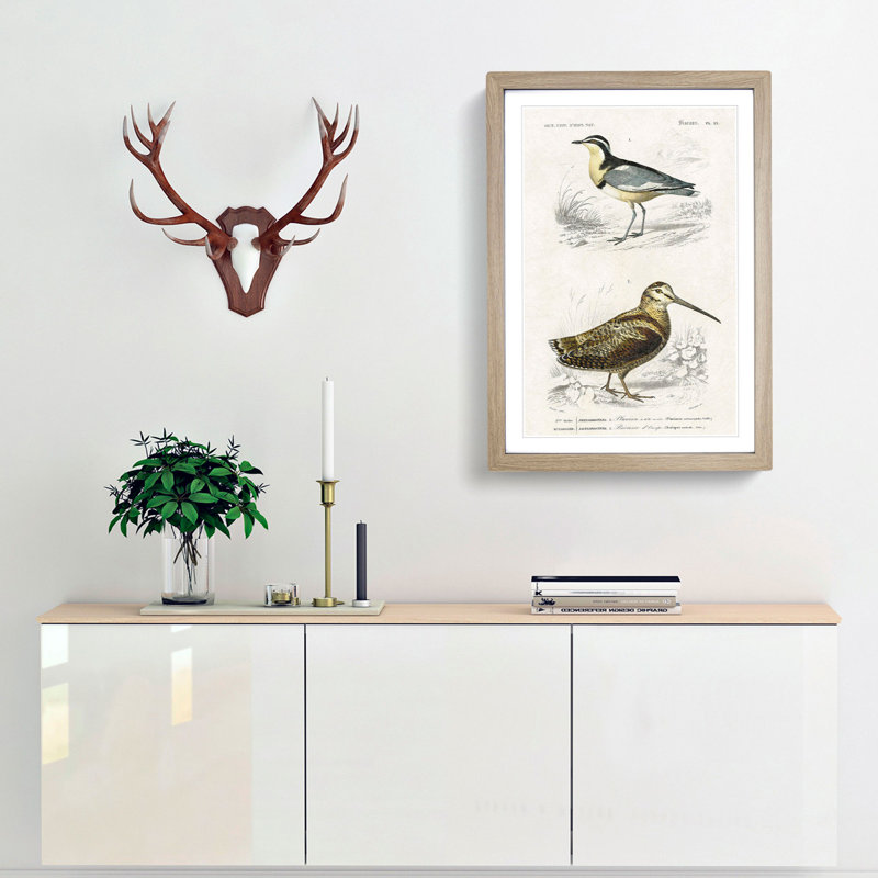 Bird Illustrations PL. 22 by Charles D' Orbigny - Single Picture Frame Painting, 63cm H x 45cm W x 2cm D, Oak Framed