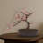 Cherry Blossom Bonsai Tree