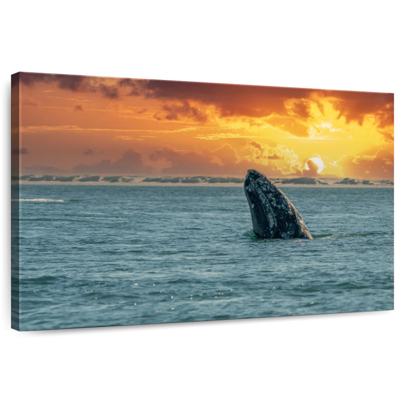 Spyhopping Grey Whale, H 16 po x l 24 po