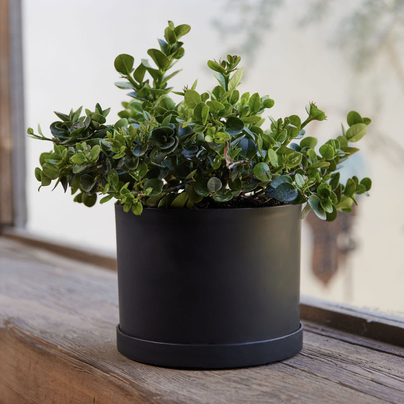 Modern Plastic Indoor/Outdoor Round Planter with Saucer, 5.125" H x 7" W x 7" D, Black