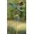 Longwell Insects Garden Stake