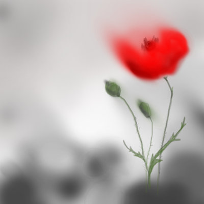 Swiger Closeup of Poppy 1 Piece Wrapped Canvas Painting