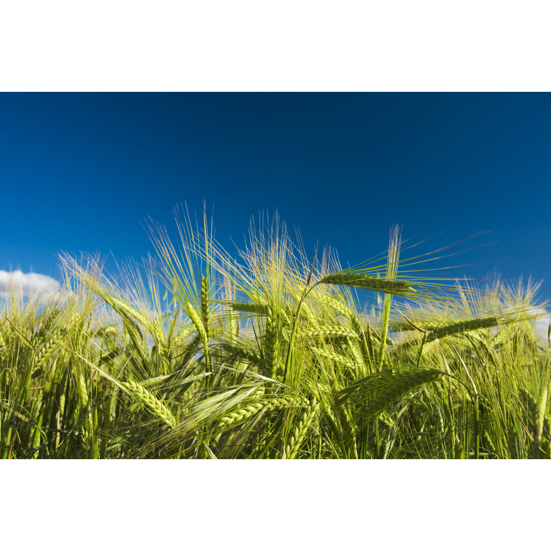 Weizen auf einem Feld mit blauem Himmel