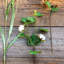 Faux Cotton Branch