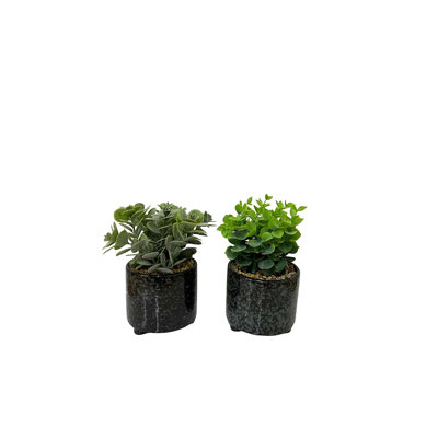 Fernly Ceramic Pot Planter