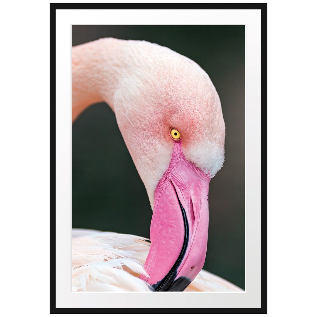 Gerahmtes Poster Flamingo beim Putzen