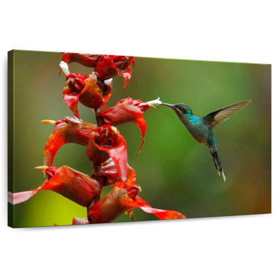 Collation de fleurs de colibri Brampt