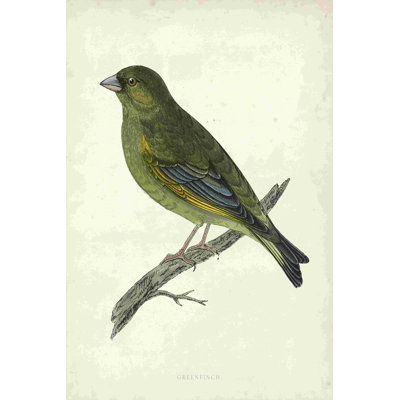 Morris Greenfinch