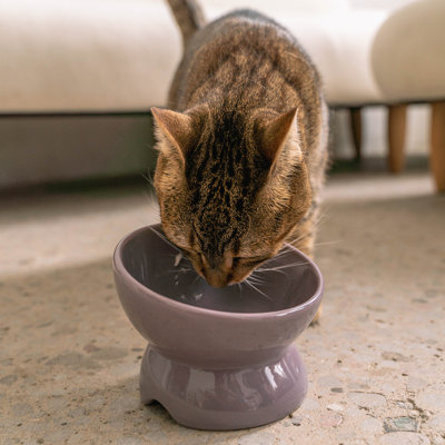 Dexypaws: bol pour chat en céramique surélevé - 7 oz, plat pour animaux de compagnie, repas, nourriture et eau, hauteur ergonomique, incliné et surélevé, design brillant élégant