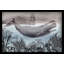 « baleine under », reproduction d’art sur toile tendue-409843212-403040911