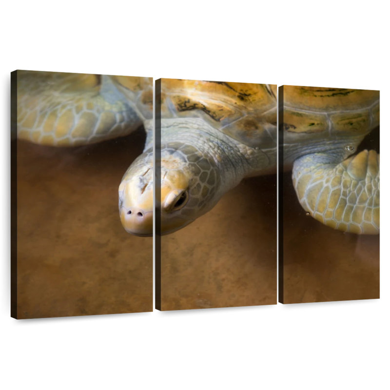 Grande tortue Brampt, H 42 po x l 65 po