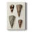 Cone Shell Collection I -Gallery Wrapped Cavas-2083979349