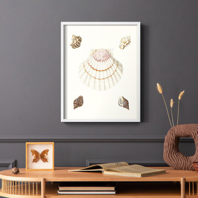 Pastel Knorr Shells IV Framed Print - Solid Wood