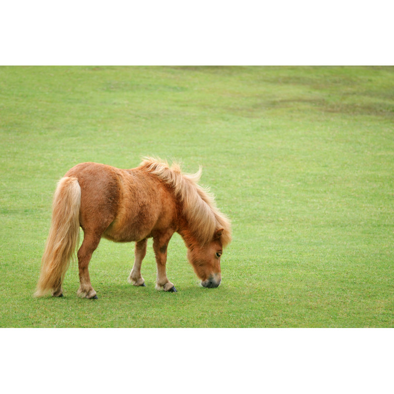 Miniture Horse Grazing par David_Paul - Photographie sur toile tendue, L 48 po x H 32 po