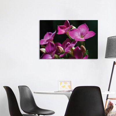 Pink Orchid On Black by Glauco Meneghelli - Wrapped Canvas Print