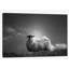 « le regonfler », reproduction de photo sur toile tendue-19781709-72435530-72435531