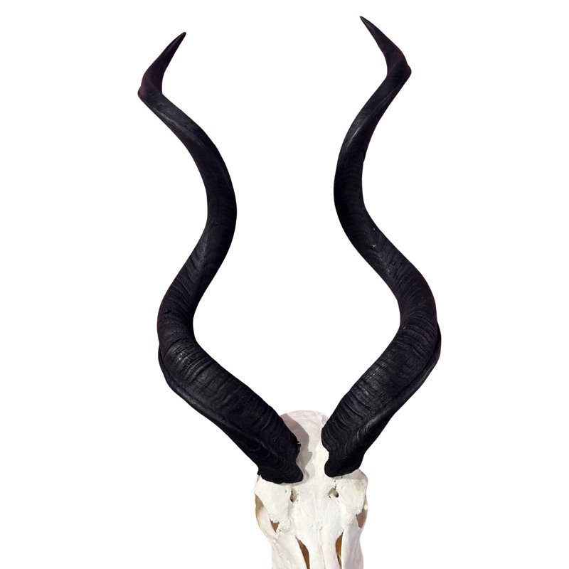 Real Kudu Skull, Medium Size