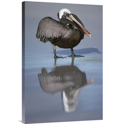 " Brown Pelican, Turtle Bay, Santa Cruz Island, Galapagos Islands, Ecuador "