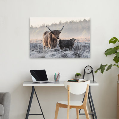 Van Den - Highlander et veau, paysage, photographie animalière, art contemporain