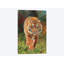 «Amur Tiger», reproduction d'impression sur toile-33109037-72397030-72397036