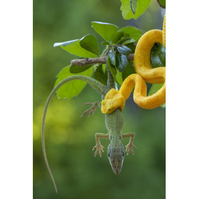 Viper with lizard Wall Art on Canvas