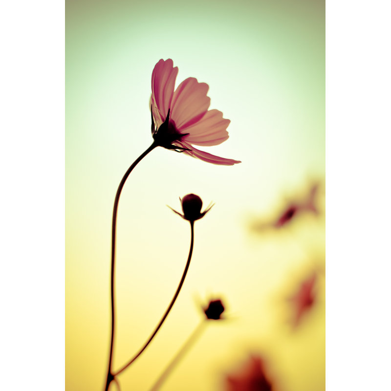 Cosmos Flowers par Auimeesri, H 12 po x l 8 po
