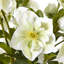 Large Hellebore in Taupe Pot-18752440-18752423