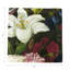 Guerlin Splender Hemstitch Cocktail 6" Linen/Cotton Napkin