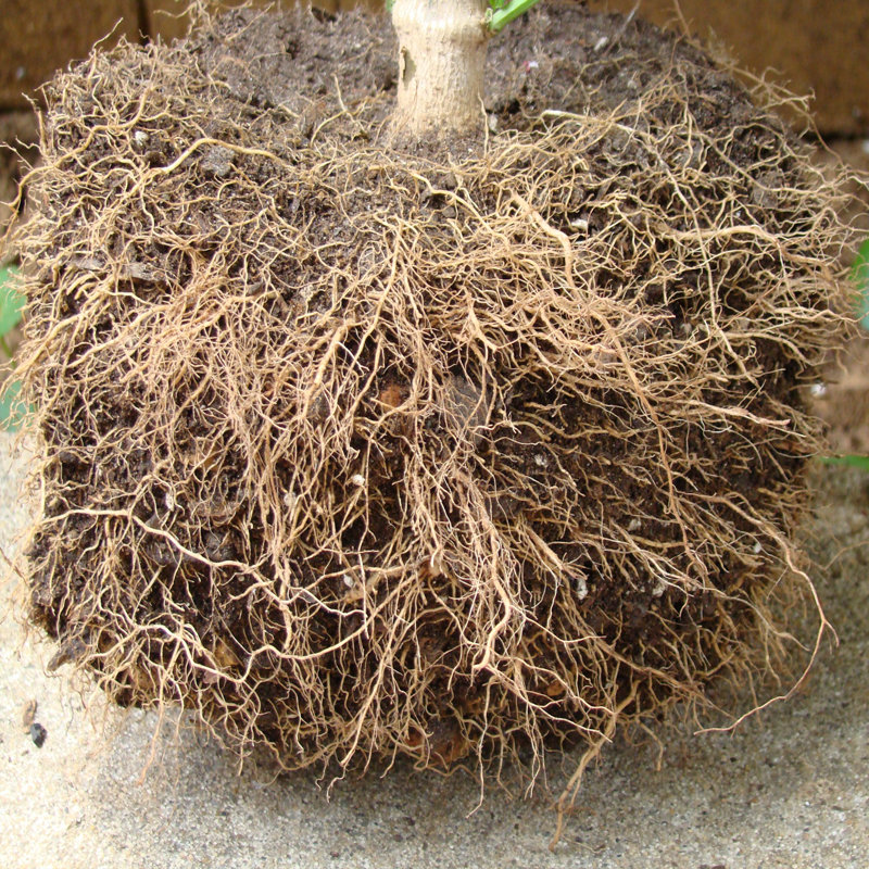 Jardinière en tissu Smart Pot®, 9,5 x 12 x 12, Naturel