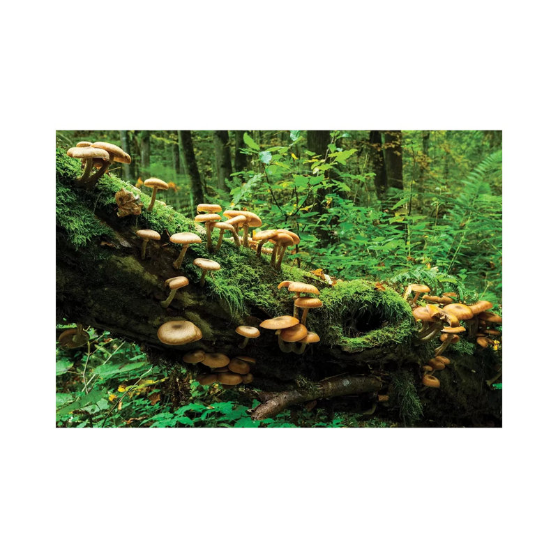 Bialowieza Forest, Mushrooms, Poland by Mikolaj Gospodarek - Wrapped Canvas Print, 66.04 cm H x 45.72 cm W x 3.175 cm D