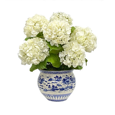 Hydrangea in Vase