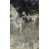 Glass Coat