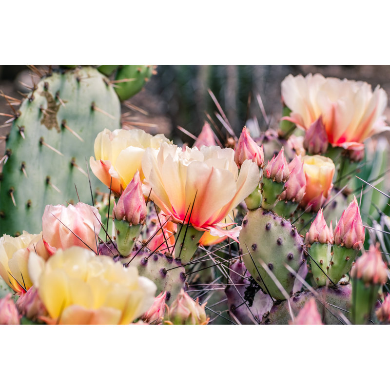 Prickly Pear - Wrapped Canvas Print, 81cm H x 122cm W x 3.8cm D