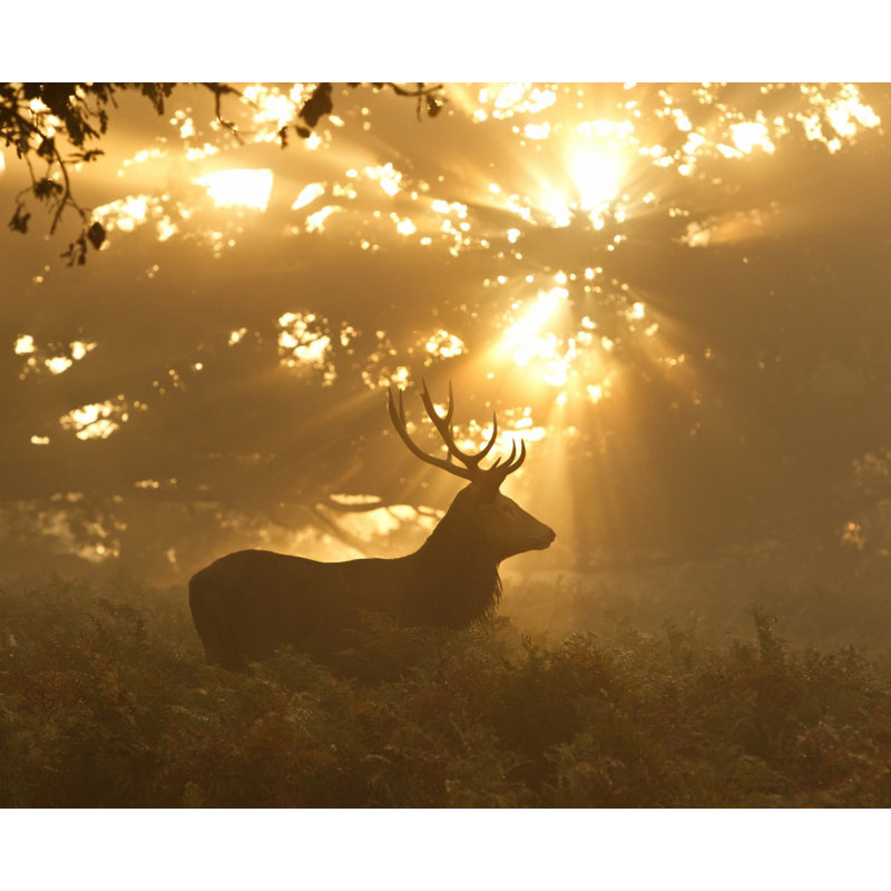 Wrapped Canvas Print, 50.8 cm H x 76.2 cm W