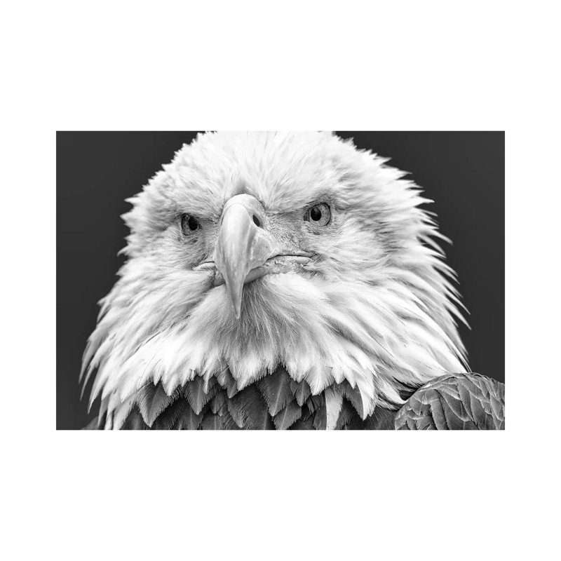I See You! by David Gardiner - Wrapped Canvas Print, 45.72cm H x 66.04cm W