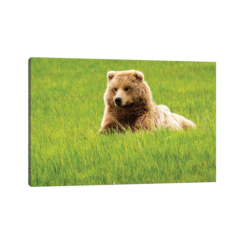 Grizzly Bearon Grass 1 Piece Wrapped Canvas Wall Art, 101.6 cm H x 66.04 cm W x 1.91 cm D